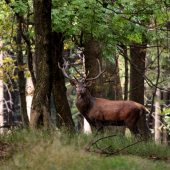 V posledných lúčoch