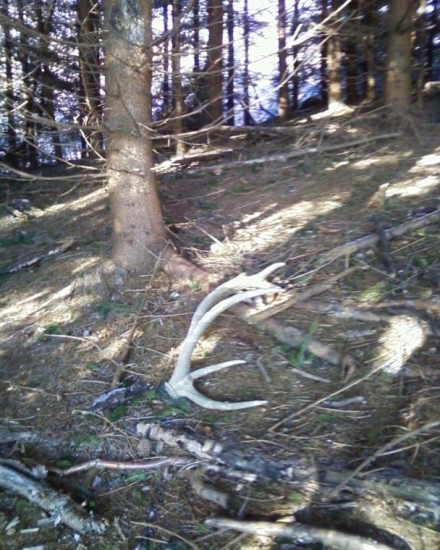 v pohone - zabudnuty 12-torak