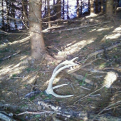 v pohone - zabudnuty 12-torak