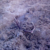 na krmive-desatorák