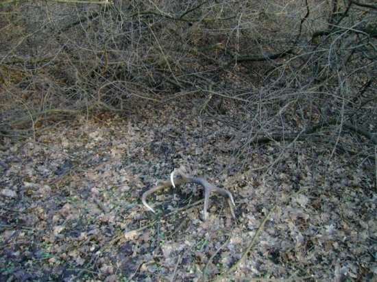 dvanastorak uz bude para spolu!