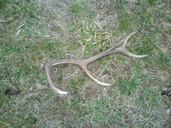 pekny desať toračik