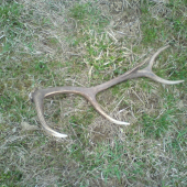 pekny desať toračik