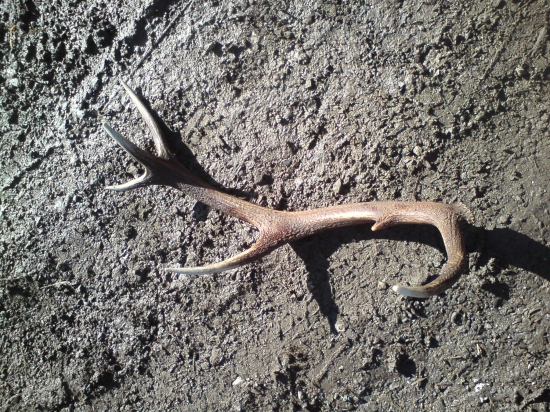 maly dvanasť torak ale poteší