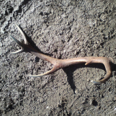 maly dvanasť torak ale poteší