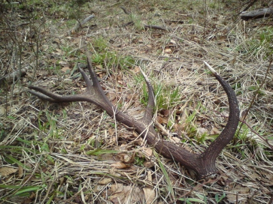 12-torák,2,5kg,96cm