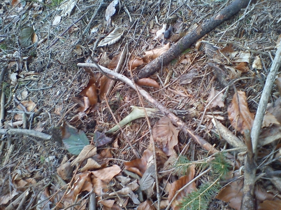 bodaj by sa to ťažko nehľadalo