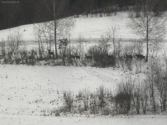 jelenice