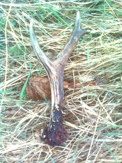 moj tohorocny srnci paroh