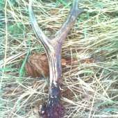 moj tohorocny srnci paroh