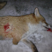 sanitárny odstrel-líška invalid