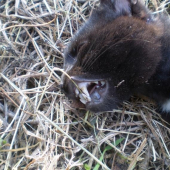 skodna uz dolovila..ale zuby mala poriadne