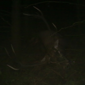 kamaratov jelen na mieste