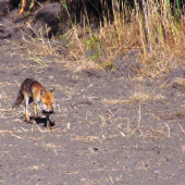 nesie mladým večeru
