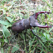 roháč