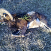 priateľov 1.muflon