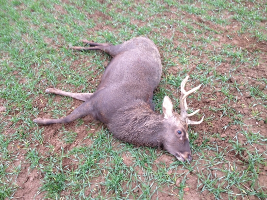 Sika