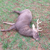 Sika
