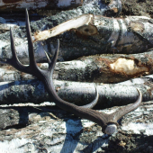 ešte krajši ako ten prvy!