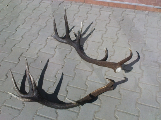 nepravidelny šesťnastorak