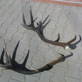 nepravidelny šesťnastorak