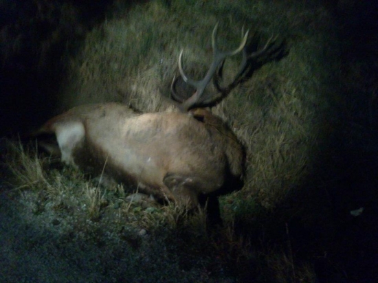 zrazeny autom taxikom