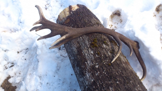 karpatsky dvadsaťtorak