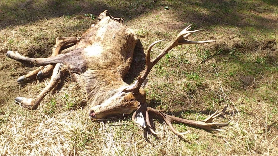 prečo prave takeho chovneho?