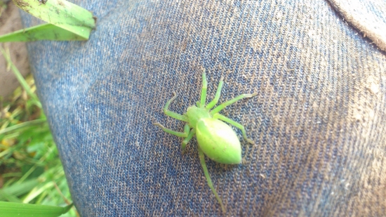 ako sa ten pavuk vola?