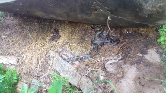 trafil som na hniezdo