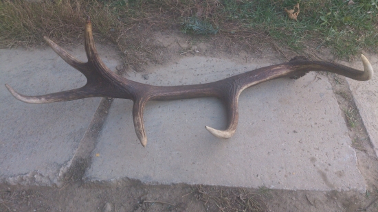 od jari ale ako čerstvy