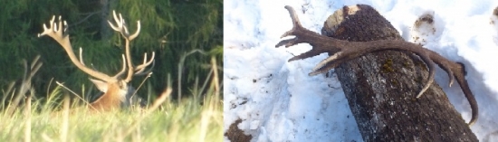 ruja 2012 ,zhod marec 2013