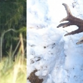 ruja 2012 ,zhod marec 2013