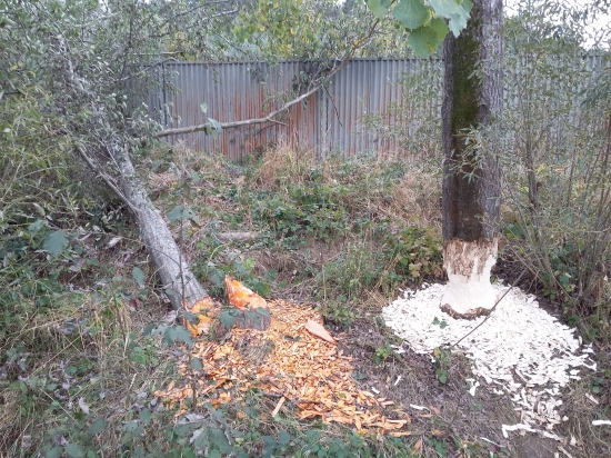 vyrušili sme ho pri praci