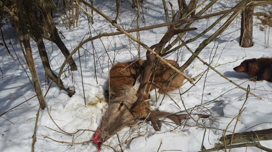 pre brano654321 dalši uhyn