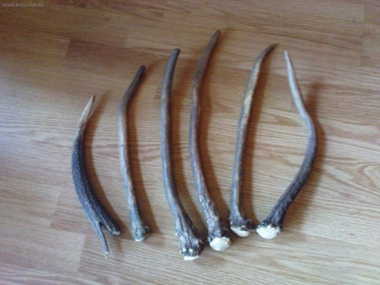 kamaratove ihličiaky