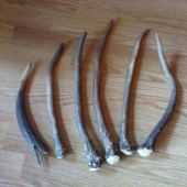 kamaratove ihličiaky