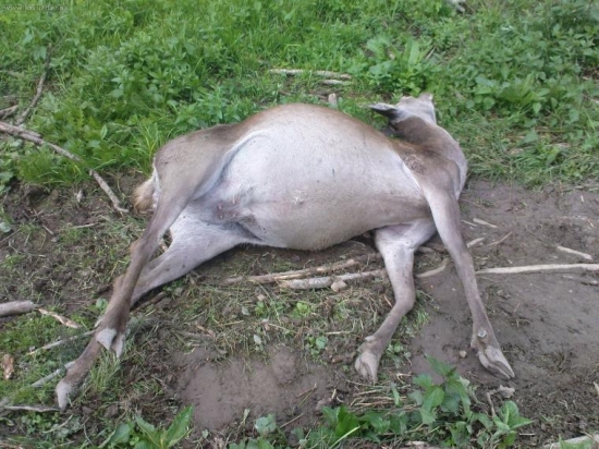 asi ,umrela na pôrodne bolesti