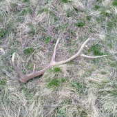 môj prvý v živote