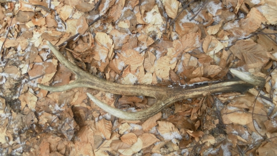 Kamarátov starý desatorák