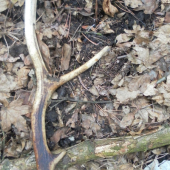 Kamarátov už tretí túto sezónu.