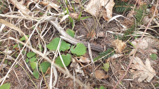 Skoro som ho pristupil