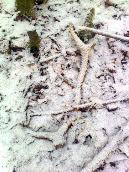 minuloročný - dobre maskovaný