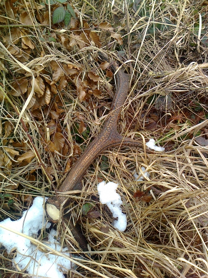 Dvanastorak - ešte treba dohladať pár..