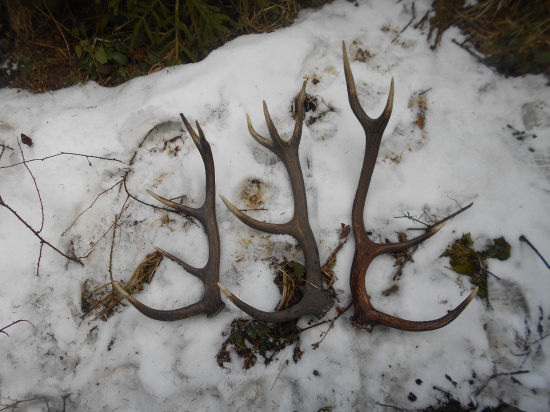 včera sa nám s kamarátom darilo