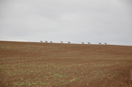 .... vraj lesná zver