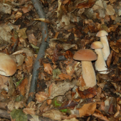 bukovce