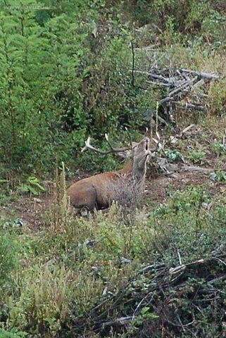 ruja 2008
