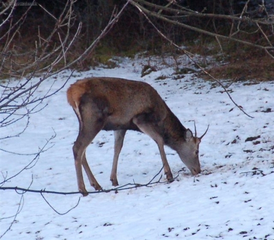 sobota 17.00