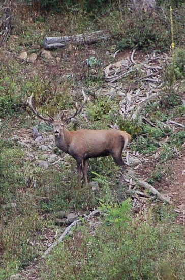 ruja 2008
